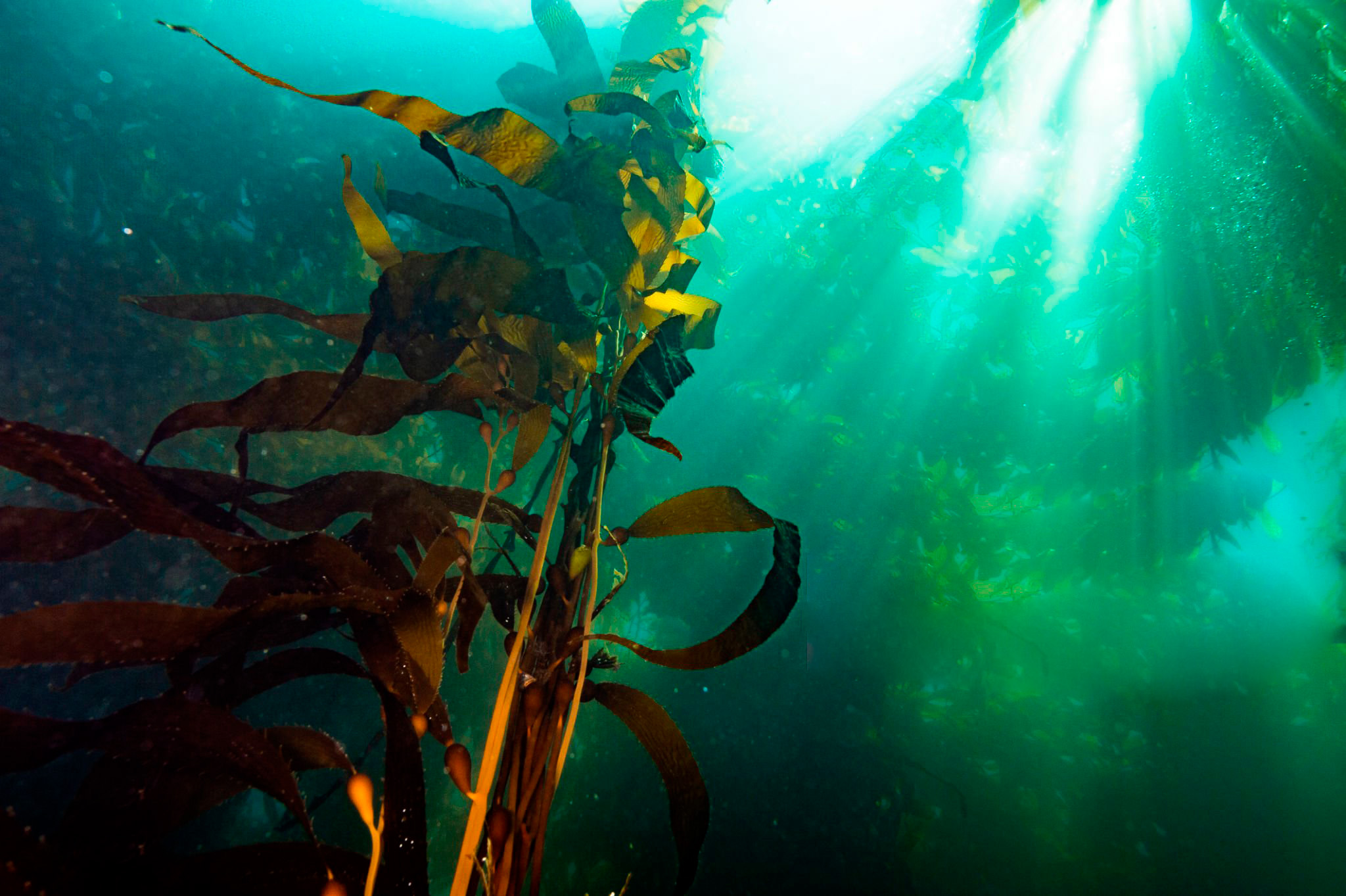 Assessa, nueva marca representada